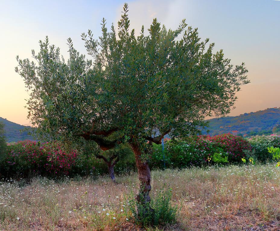 B&B Cilentum Agropoli Buitenkant foto